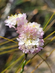 Lachnaea