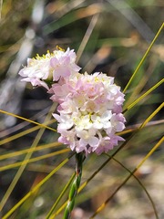 Lachnaea