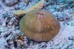 Fungia fungites
