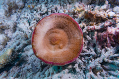 Fungia fungites