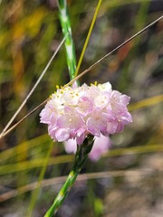 Lachnaea