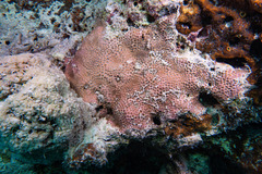 Leptastrea