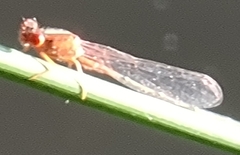 Xanthagrion erythroneurum