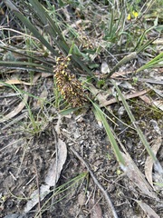Lomandra multiflora multiflora