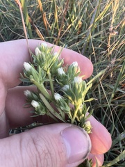 Symphyotrichum ciliatum