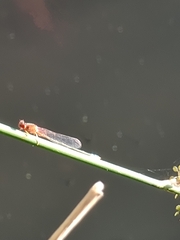 Xanthagrion erythroneurum