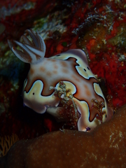 Goniobranchus coi