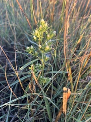Symphyotrichum ciliatum