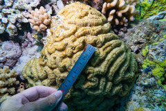Lobophyllia