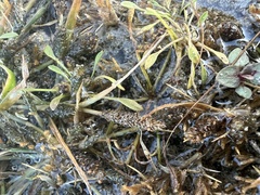 Sporobolus alopecuroides