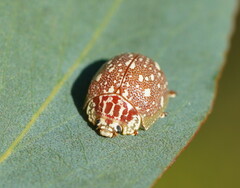 Paropsis aegrota