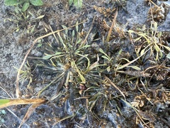 Sporobolus alopecuroides