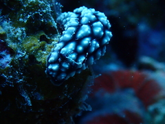 Phyllidiella pustulosa