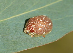 Paropsis aegrota