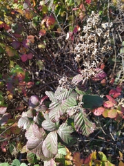 Rubus hirtus