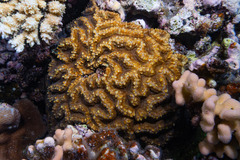 Lobophyllia