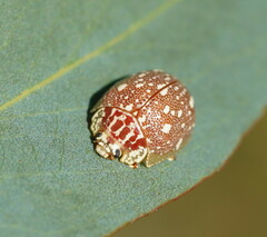 Paropsis aegrota
