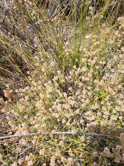Erica arachnocalyx