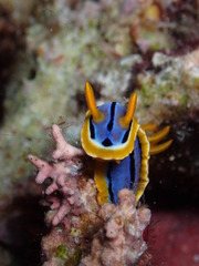 Chromodoris elisabethina