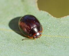 Paropsisterna rufipes