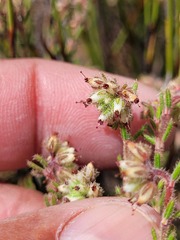 Erica arachnocalyx