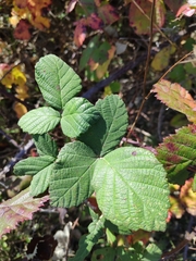 Rubus hirtus