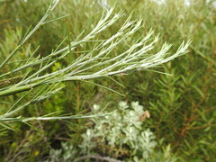 Psoralea filifolia