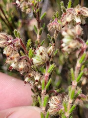 Erica arachnocalyx