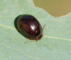 Paropsisterna rufipes