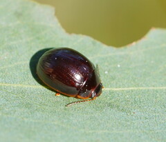 Paropsisterna rufipes