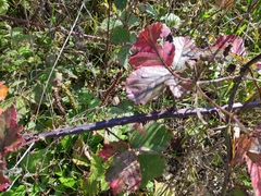 Rubus hirtus
