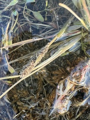 Sporobolus alopecuroides