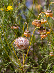 Ursinia paleacea