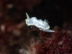 Glossodoris buko