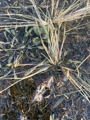 Sporobolus alopecuroides