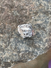 Rapaninae