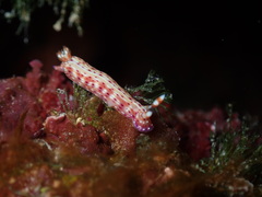 Hypselodoris maculosa