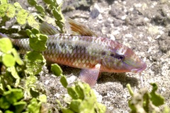 Parupeneus barberinus