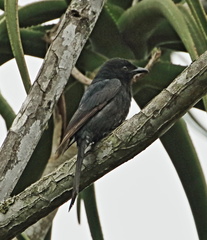 Dicrurus adsimilis