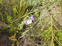Psoralea filifolia