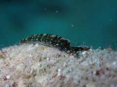 Thuridilla gracilis