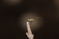 Nannophlebia eludens