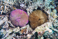 Fungia fungites