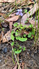 Viola silicestris