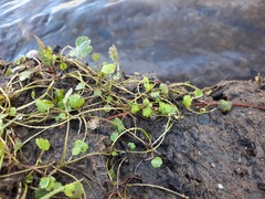 Halerpestes sarmentosa