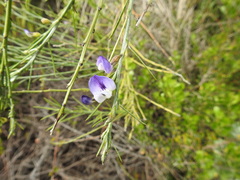 Psoralea filifolia