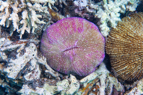 Photo of Mushroom coral (Fungia fungites)
