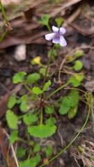 Viola silicestris