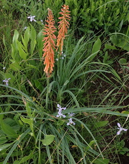 Kniphofia laxiflora