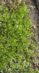 Didymodon